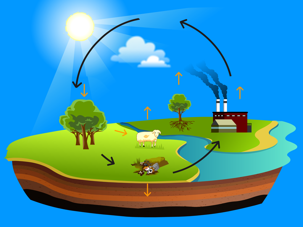 Carbon Cycle